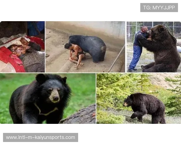 黑熊伤人悲剧是否可以避免？，黑熊攻击人怎么办